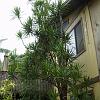 this tree has to go